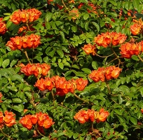 African tulip tree flowers